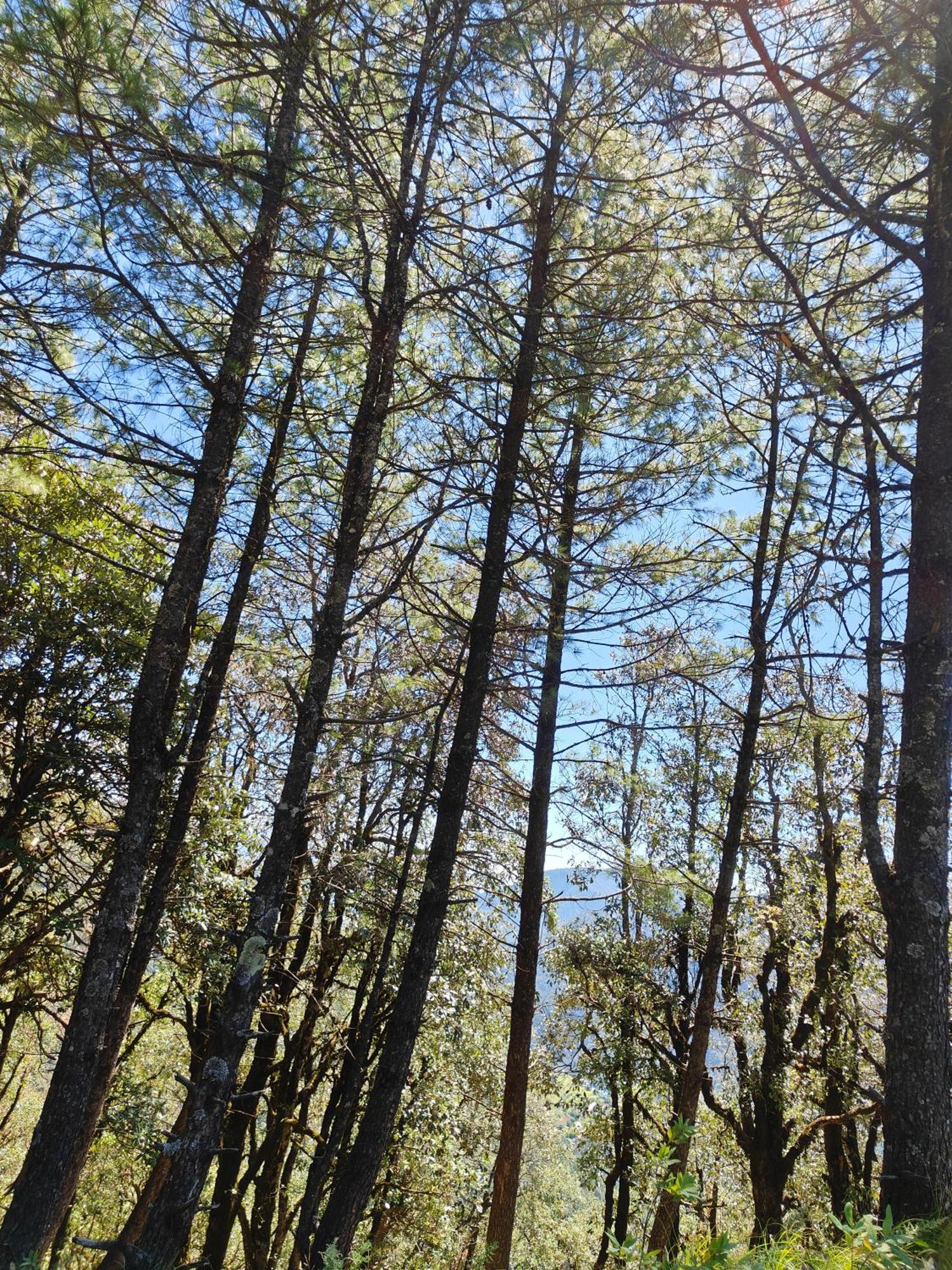 Himwanderer Camps & Cottages Pangot Nainital Exteriör bild