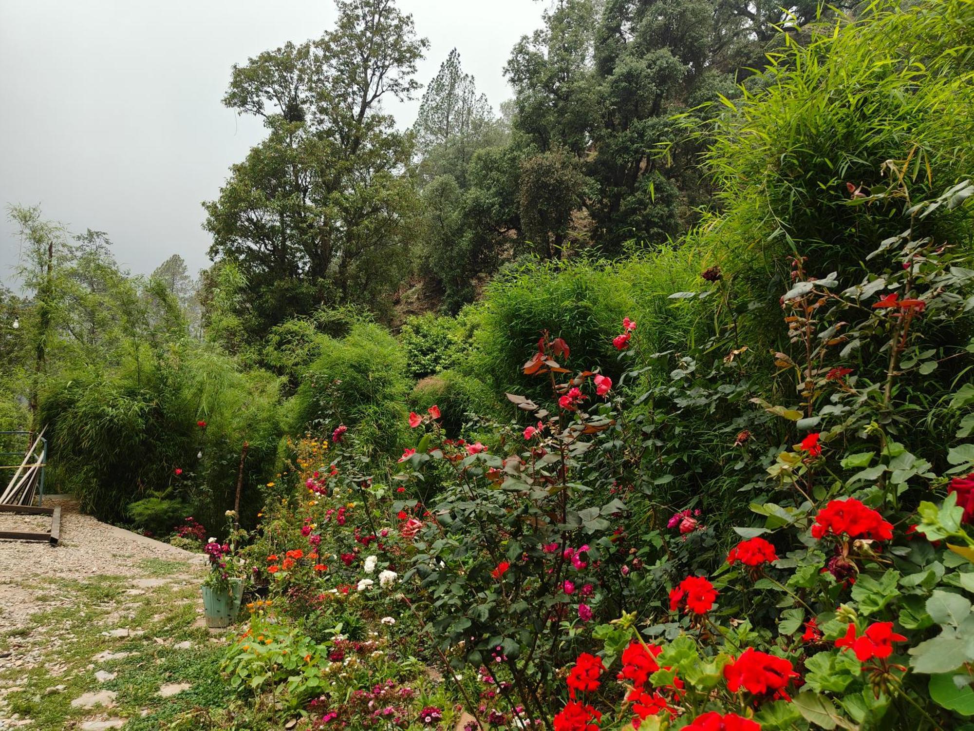 Himwanderer Camps & Cottages Pangot Nainital Exteriör bild